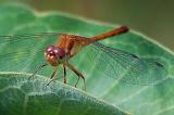 Dragonfly On A Leaf_50828